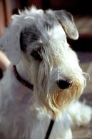 Ps� plemena:  > Sealyham teri�r (Sealyham Terrier)
