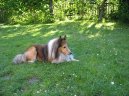 Ps� plemena:  > Sheltie (Shetland Sheepdog)