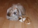 Ps� plemena:  > Shi-tzu (Shih-Tzu)