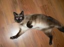 :  > Siamsk� ko�ka (Siamese Cat)