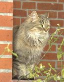 Fotky: Sibi�sk� ko�ka (foto, obrazky)