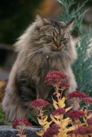 :  > Sibi�sk� ko�ka (Siberian Cat)