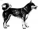 Ps� plemena:  > V�chodosibi�sk� lajka (Laika Vostotchno-Sibirskaia, East Siberian Laika)