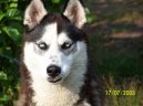 Sibi�sk� husky