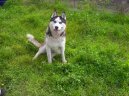 Sibi�sk� husky