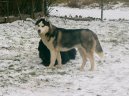 :  > Sibi�sk� husky (Siberian Husky)