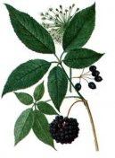 :  > Sibi�sk� �en�en (Eleutherococcus senticocus)