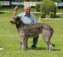 :  > Skotsk� jelen� pes (Scottish Deerhound)