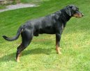Ps� plemena:  > Smalandsk� honi� (Smalandsstovare, Smaland Hound)