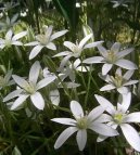:  > Sn�dek (Ornithogalum)