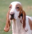 Ps� plemena:  > �pan�lsk� sabueso (Spanish Hound)