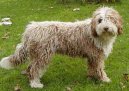 Ps� plemena:  > �pan�lsk� vodn� pes (Spanish Water Dog)