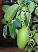 Pokojov� rostliny:  > Stefanotis, v�ncovec kv�tnat� (Stephanotis)