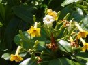 Stefanotis, v�ncovec kv�tnat�