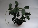 Stefanotis, v�ncovec kv�tnat�