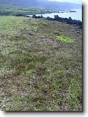 Pokojov� rostliny:  > Stenotaphrum secundatum