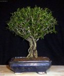 Fotky: Strom tis�ce hv�zd, serisa (foto, obrazky)