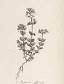 Pokojov� rostliny:  > Sv�tl�k L�ka�sk� (Euphrasia officinalis)