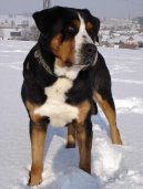 Ps� plemena:  > Velk� �v�carsk� sala�nick� pes (Grosser Schweizer Sennenhund)