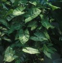 :  > Syng�nium (Syngonium)