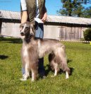 :  > Tajgan, Kirgizsk� chrt (Taigan, Kirghiz Borzoi)