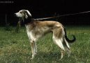 Ps� plemena:  > Tazy (Tasy, Mid-Asiatic Borzoi)