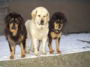 Ps� plemena:  > Tibetsk� doga (Tibetan Mastiff)