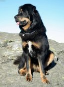 Fotky: Tibetsk� doga (foto, obrazky)