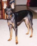 Ps� plemena:  > Anglick� toy-teri�r (Toy Terrier)