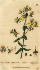 :  > T�ezalka Te�kovan� (Hypericum perforatum)