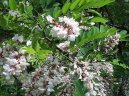 Trnovn�k, ak�cie, ak�t
