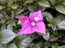 :  > Troj�atov� kv�t, bug�nvilea (Bougainvillea glabra)