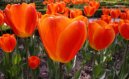 Tulip�n