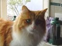 :  > Tureck� ko�ka Van (Turkish Van)