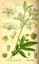 :  > Tu�ebn�k Jilmov� (Filipendula ulmaria)