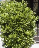 :  > Vav��n (Laurus)