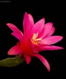 Velikono�n� kaktus