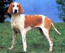 Ps� plemena:  > Velk� francouzsko-anglick� b�lo-oran�ov� honi� (Great Anglo-French White and Orange Hound)