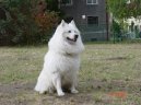 Ps� plemena:  > N�meck� �pic velk� (Deutscher spitz - Grossspitz, German Spitz � Giant Spitz)