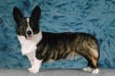 Ps� plemena:  > Vel�korgi Cardigan (Welsh Corgi Cardigan)