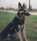 Ps� plemena:  > V�chodoevropsk� ov��k (East European Shepherd)