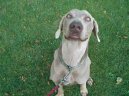 Ps� plemena:  > V�marsk� oha� (Weimaraner, Weimaraner Vorsterhund)