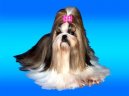 Ps� plemena:  > V�stavn� �prava (V�stavn� �prava shih-tzu)