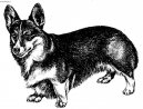 Ps� plemena:  > Welsh Corgi Pembroke