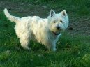 Ps� plemena:  > Westhajlendsk� teri�r (West Highland White Terrier)