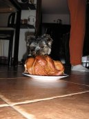 Fotky: York��rsk� terier (foto, obrazky)