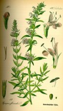 :  > Yzop L�ka�sk� (Hyssopus officinalis)
