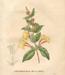 :  > Zimolez Japonsk� (Lonicera japonica)