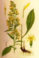 :  > Zlatob�l obecn� (Solidago virgaurea L.)