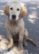 Ps� plemena:  > Zlat� retr�vr (Golden Retriever)